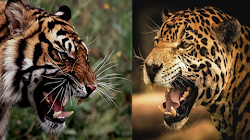 Nếu một con Báo Jaguar có cùng kích cỡ của một con Hổ, ai sẽ là kẻ chiến thắng?