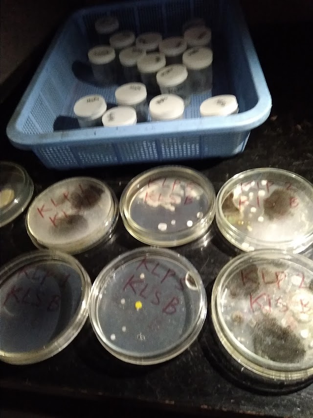 Media PDA (Potato Dextrose Agar)