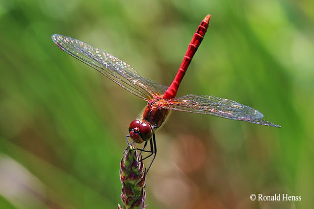 Libellenfotos - Blutrote Heidelibelle (Sympetrum sanguineum) in Obelisk-Haltung