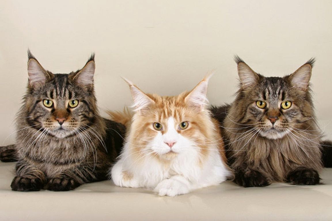 150 gambar kucing lucu dan imut termasuk anggora, persia, dan maine coon