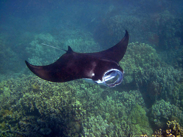 Manta rays Nusa Penida