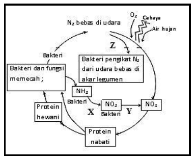 daur biogeokimia