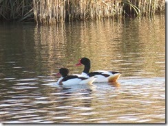 Shelduck 