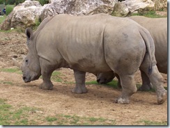 2004.08.25-050 rhinocéros