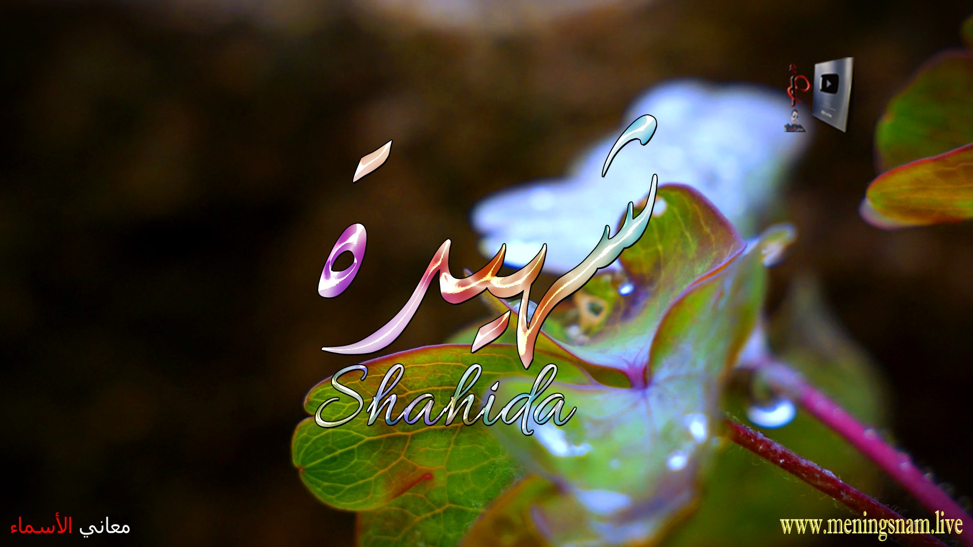 معنى اسم, شهيدة, وصفات, حاملة, هذا الاسم, Shahida,