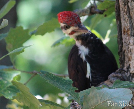 pileated Woodpecker