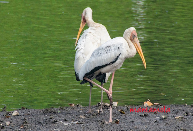 Milky Stork (Mycteria cinerea)