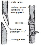 perkembangbiakan tumbuhan lengkap gambar, materi ipa kelas 6 sekolah dasar