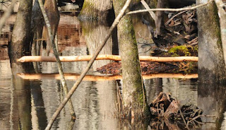 Beaver sign at Audubon's Francis Beidler Forest by Mark Musselman