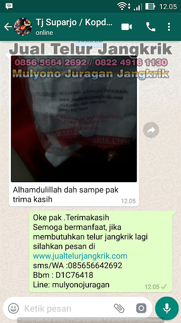 budidaya jangkrik, cara beternak jangkrik, cara budidaya jangkrik, cara ternak jangkrik, jual telur jangkrik, ternak jangkrik