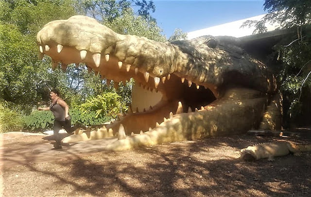 BIG Croc Head in Roebuck | Malcolm Douglas Crocodile Park