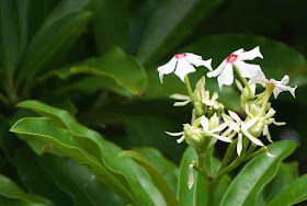 Pink-eyed Pong-pong tree, flowers