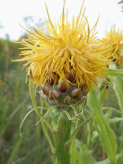 Bighead knapweed yellow