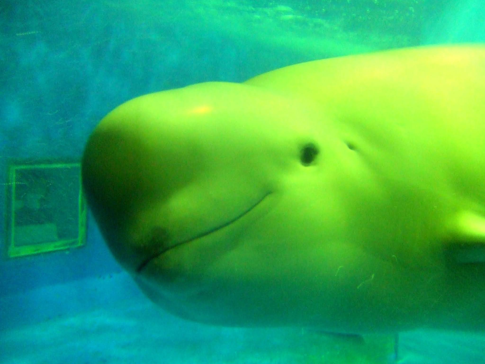 016 かわいい 水族館 スナメリ 笑顔 写真素材のおすそわけ