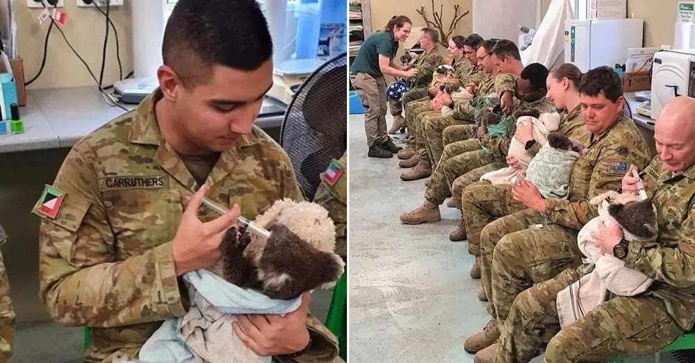 Australian Soldiers Cuddle And Take Care Of Displaced Koalas