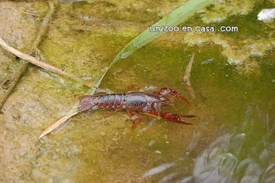 Cangrejo rojo o americano 