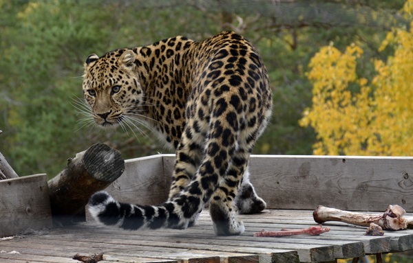 amurleopard bjørneparken