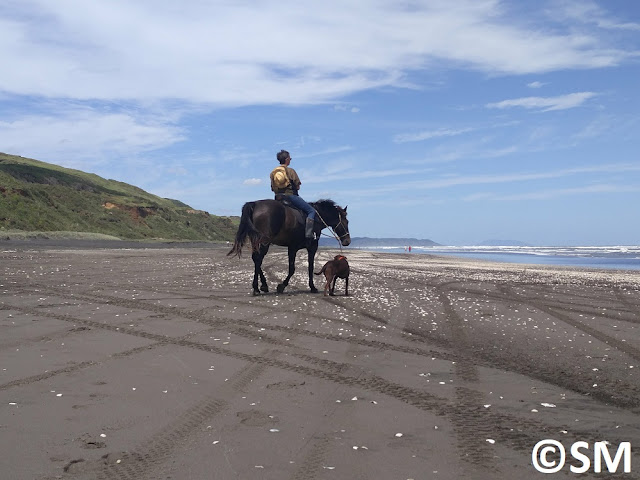 Photo de cavalier mer de Tasman Karioitahi beach Auckland Nouvelle-Zélande