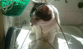kitten stucks in hanger, funny cat pictures, funny cats