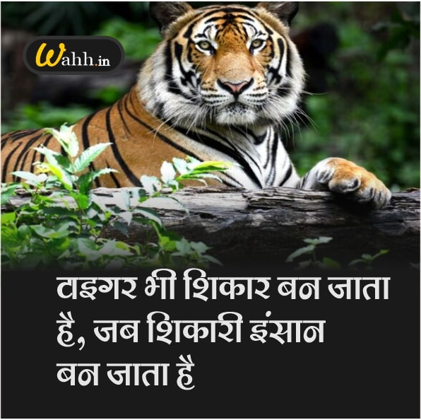 Tiger Shayari in Hindi