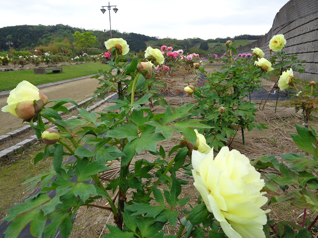 燕趙園の牡丹の花