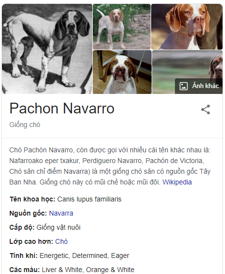 Pachón Navarro