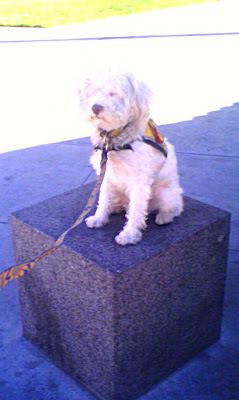 Charlie Buster Hotchkiss, a white schnoodle posing on a rock cubed.