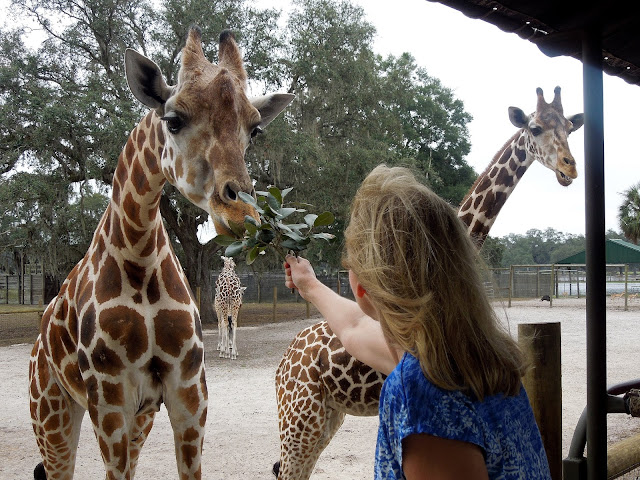 Susan and giraffe