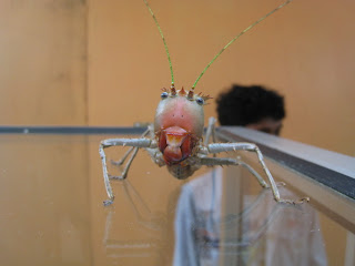 cameron highlands malaysia grasshopper