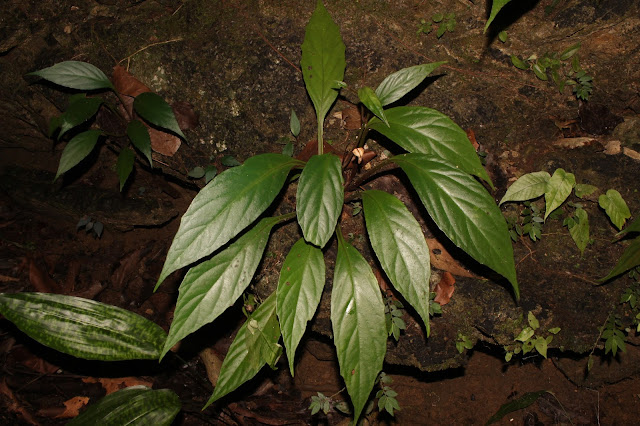 Begonia caobangensis