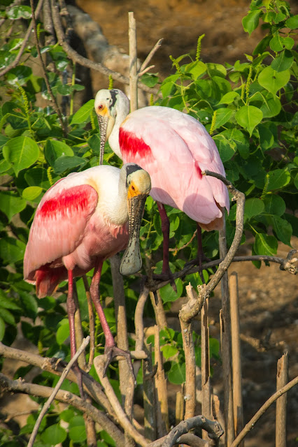 Roseate Spoonbills, Smith Oaks Rookery