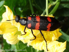 Blister beetle