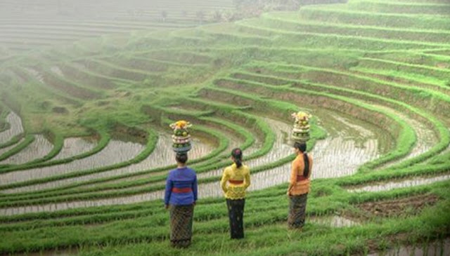 Rice field of Bali