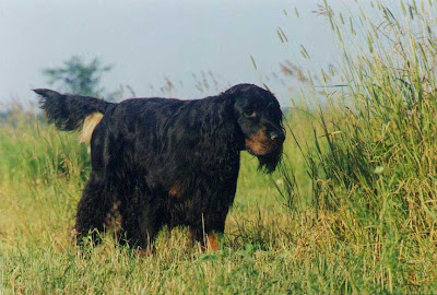 Gordon Setter