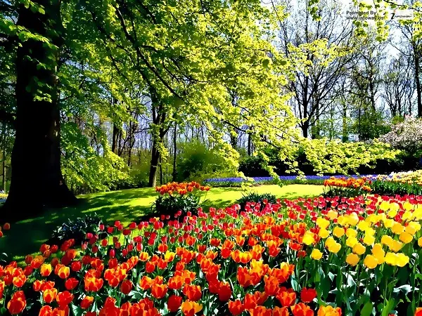 Flower Garden Pictures Download - Beautiful Flower Garden Picture Collection 2023.  Full Bagan Pic - NeotericIT.com