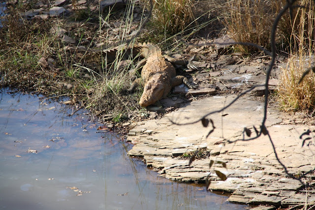 Ranthambore Tiger Reserve