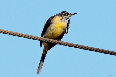 "A Grey Wagtail (Motacilla cinerea) perches on a cable above a running stream,scratchin itself and displaying its unique grey plumage and graceful posture."