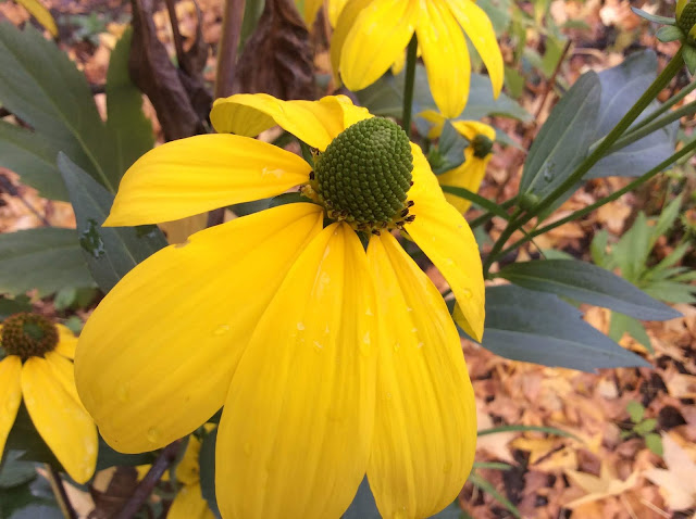 De goudkleurige bloem van Rubeckia nitida 'Herbstsonne'