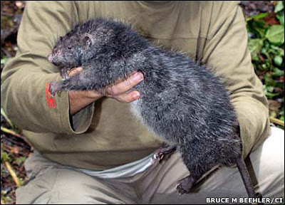 giant rats in papua new guinea