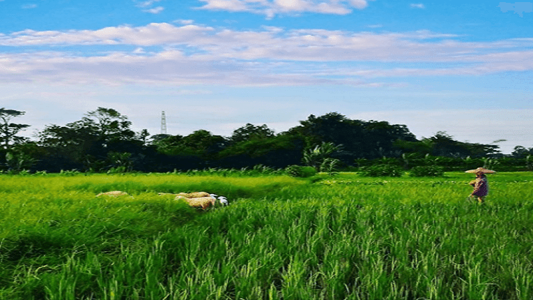 Puisi (alam) Desaku yang sejuk