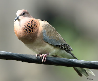 Laughing Dove