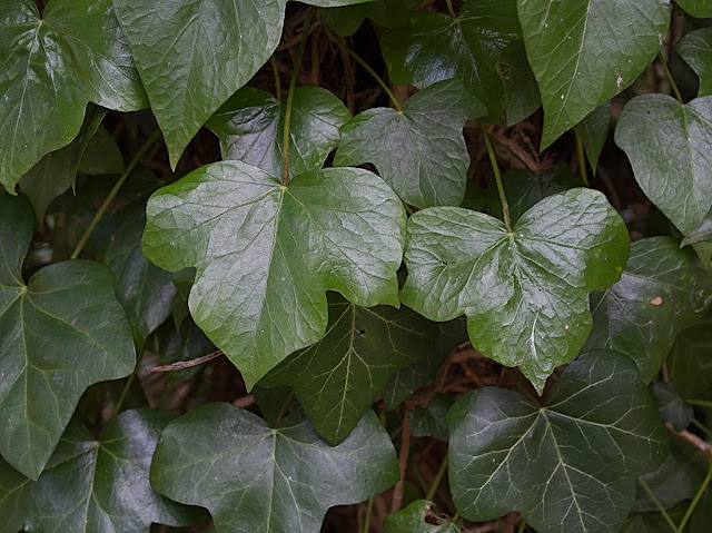 Close up of ivy leaves