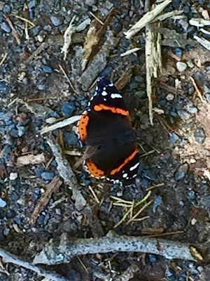 red admiral butterfly