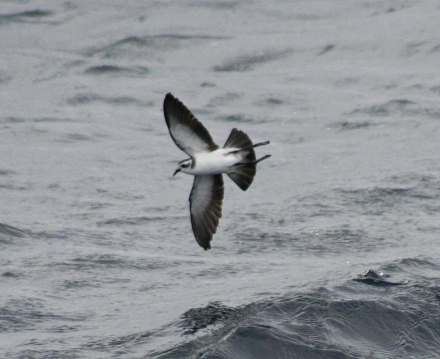 White faced Storm Petrel