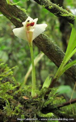 Maxillaria angustissima - Narrowest Maxillaria care