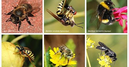 Info Hewan  Tumbuhan Prasejarah Apa  perbedaan  Lebah dan  Tawon 