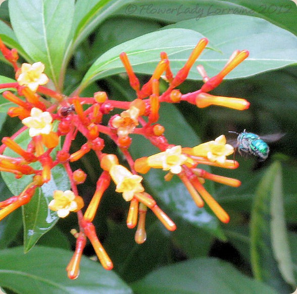 08-12-hamelia-paten