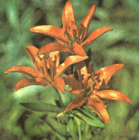 Лилия Буша (Lilium buschianum)