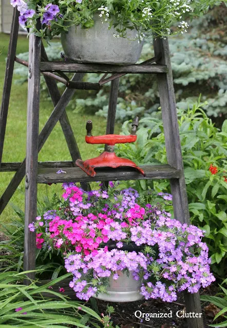 How And Why To Plant Verbenas #annuals #containergarden #deadheading #fertilizer