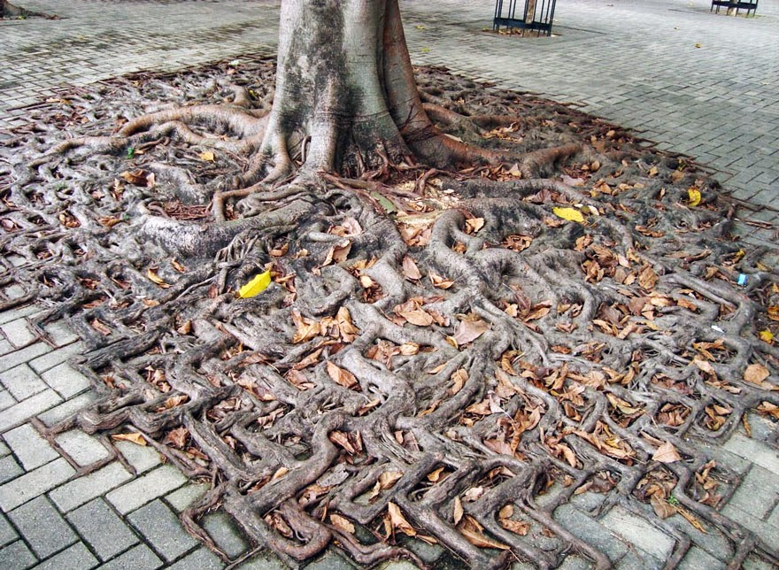 10 Tree Roots Winning Their Battle Against Concrete